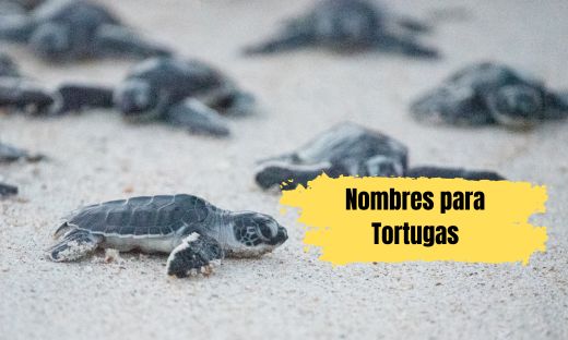 Nombres para Tortugas