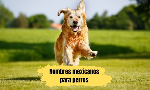 Nombres mexicanos para perros