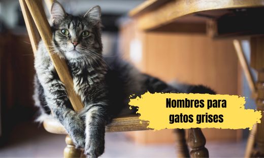 Nombres para gatos grises