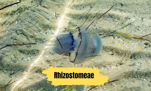 Rhizostomeae