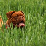perro-marron-de-pelo-corto-en-plantas-de-cobertura-de-suelo-verde-durante-el-dia