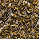diferencia entre nido de avispas y abejas
